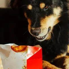 Pies z zaciekawieniem patrzy na resztki jedzenia w pudełku. Jak oduczyć psa jedzenia wszystkiego na dworze?