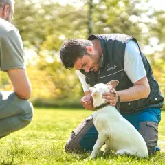 Intensywne szkolenie psów na trawie. Trener pochyla się nad białym psem, nagradzając go za dobre zachowanie.