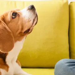 Beagle patrzy na białego kota, który siedzi na kolanach osoby. Jak oduczyć psa gonienia kota?