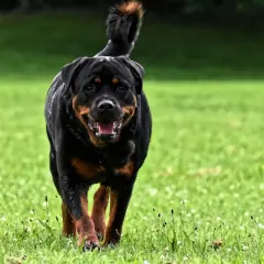 Potężny Rottweiler, często zaliczany do najgroźniejszych ras psów, biegnie po zielonej trawie z radosnym uśmiechem.