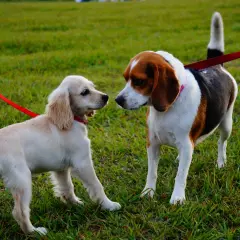 Dwa psy na smyczach, jeden jasny, drugi beagle, uczą się spokojnego zachowania wobec innych psów.