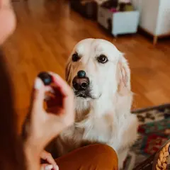Złoty retriever z borówką na nosie czeka na smakołyk. Czy pies może jeść borówki? Tak, w małych ilościach.