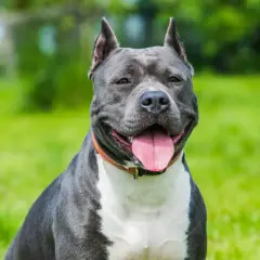 Uśmiechnięty amstaff, zwany też staffikiem, siedzi na zielonej trawie.