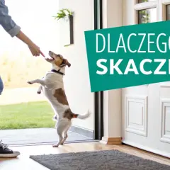 Jak oduczyć psa skakania? Trening z przysmakiem przy drzwiach, by pies nie skakał na powitanie.