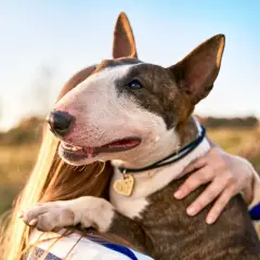 Bull terrier, choć czasem postrzegany jako groźne rasy psów, okazuje czułość. Pies przytula się do swojej pani na tle słonecznego krajobrazu.