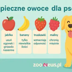 Czy pies może jeść maliny? Tak, maliny chronią mięśnie psa. Obrazek pokazuje bezpieczne owoce dla psów: brzoskwinie, jabłka, banany, truskawki i maliny.