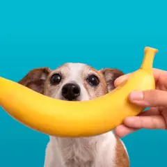 Czy pies może jeść banana? Słodki przysmak w zasięgu wzroku ciekawskiego psiaka.