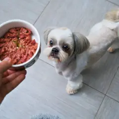 Shih tzu czeka na miskę z surowym mięsem. Czy to mięso najmniej uczula psa?
