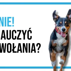 Radosny pies biegnie do Ciebie! Dowiedz się, jak nauczyć psa przywołania, by zawsze wracał na zawołanie.