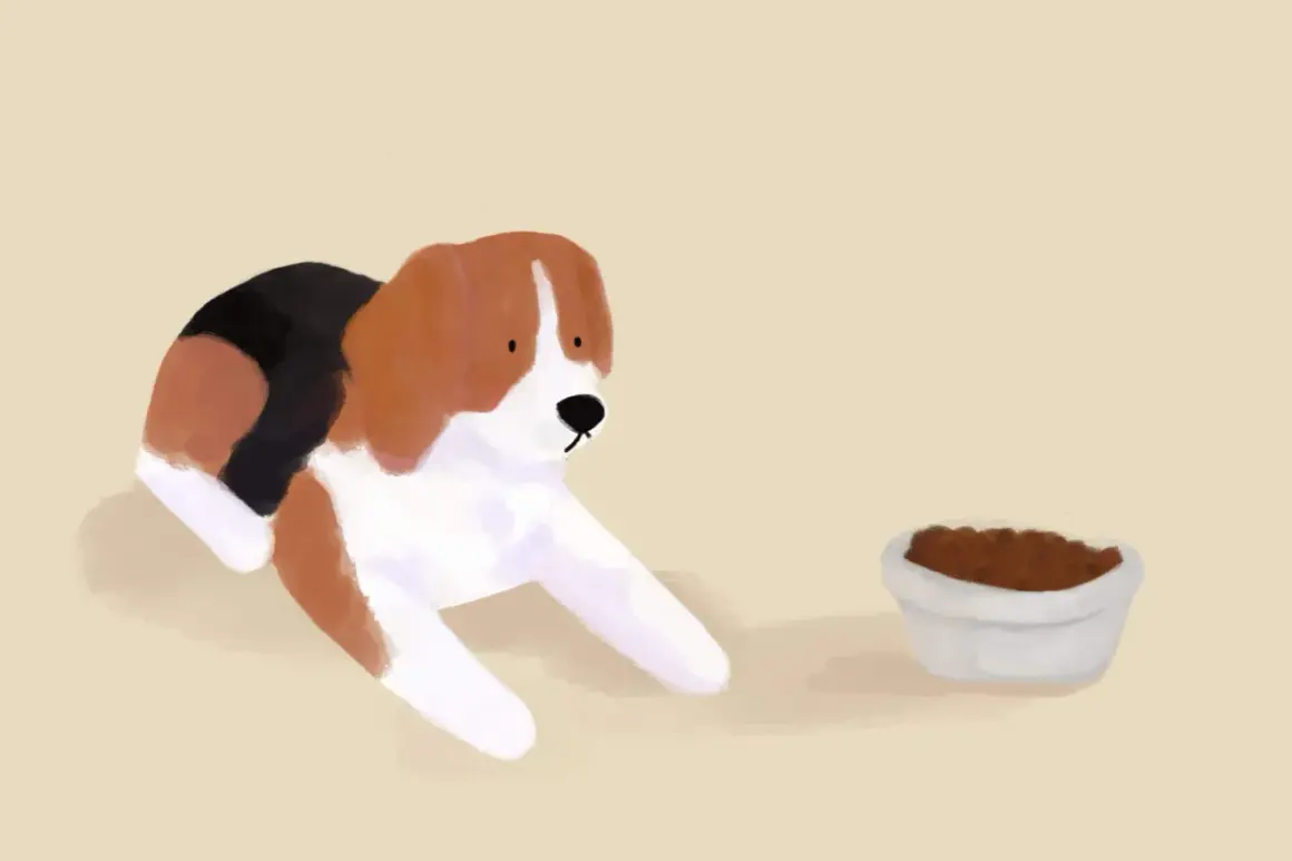 Piesek beagle leży obok miski z karmą, ale wyraźnie widać, że pies nie chce jeść suchej karmy.