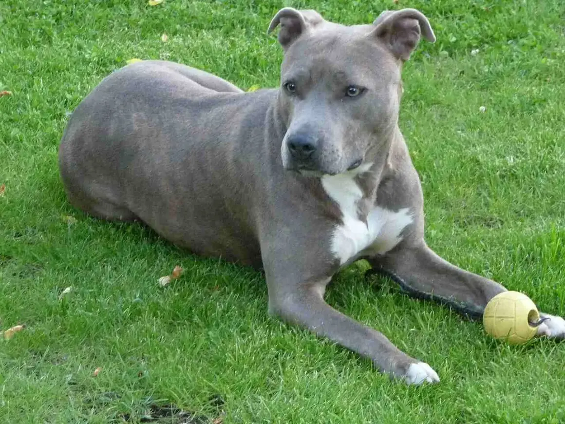 Amstaff leży na trawie obok żółtej piłki. Czy amstaff jest groźny dla dzieci? Ten pies wygląda na łagodnego.