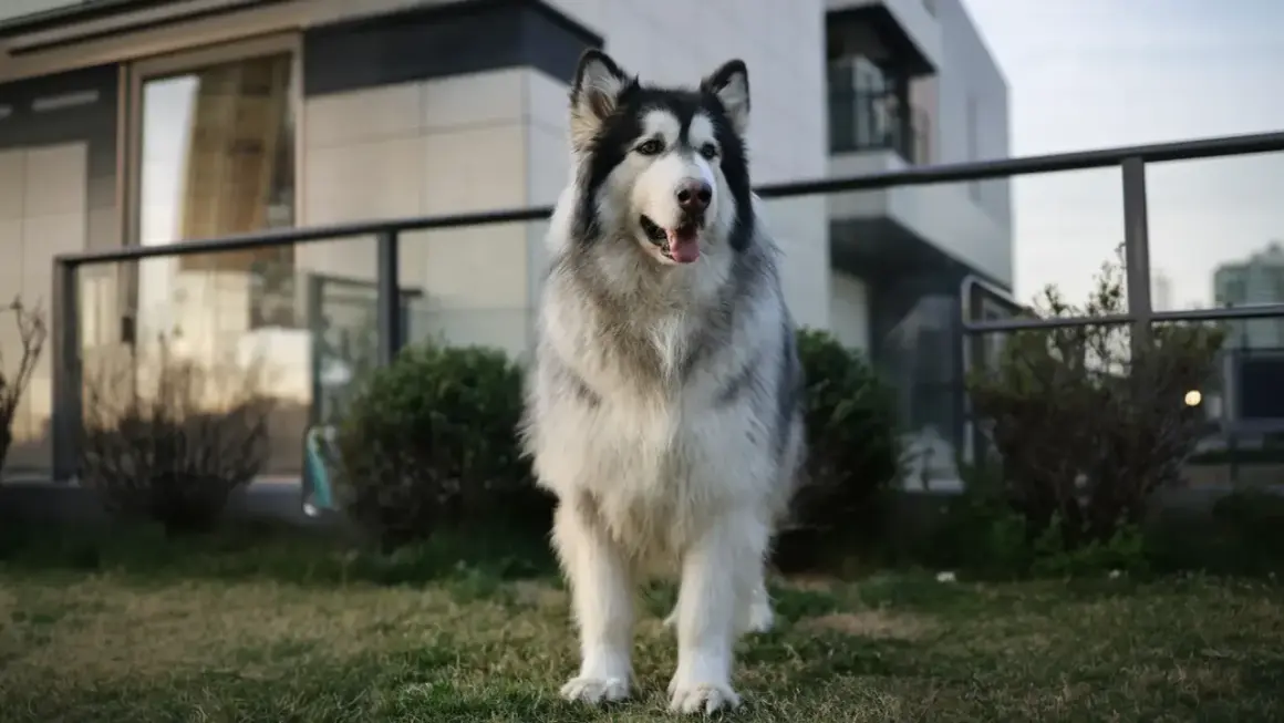 Piękny Alaskan Malamute, jeden z majestatycznych ras psów dużych, stoi na trawniku przed nowoczesnym budynkiem.