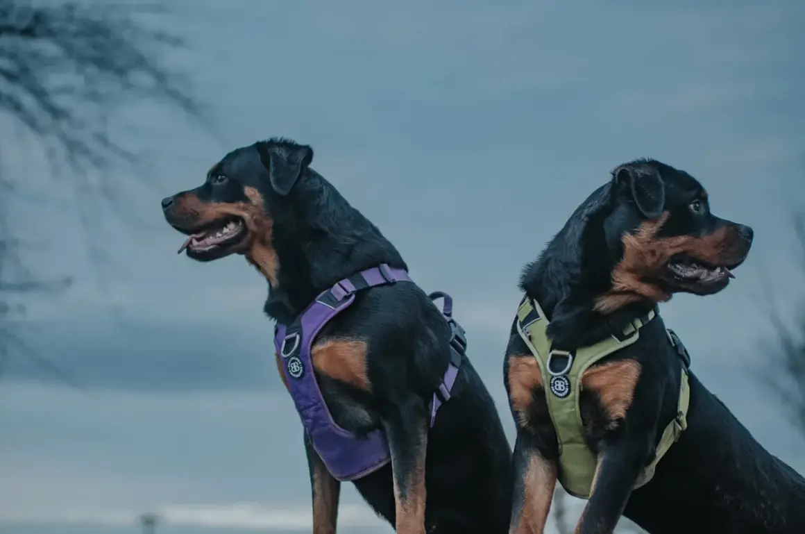 Dwa rottweilery w fioletowych i zielonych szelkach, które wyglądają na niewygodne.