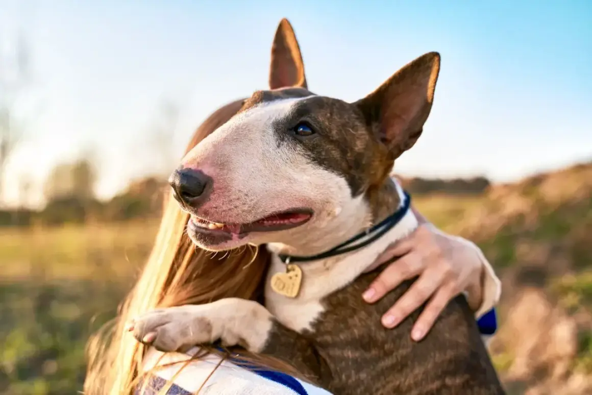 Bull terrier, choć czasem postrzegany jako groźne rasy psów, okazuje czułość. Pies przytula się do swojej pani na tle słonecznego krajobrazu.