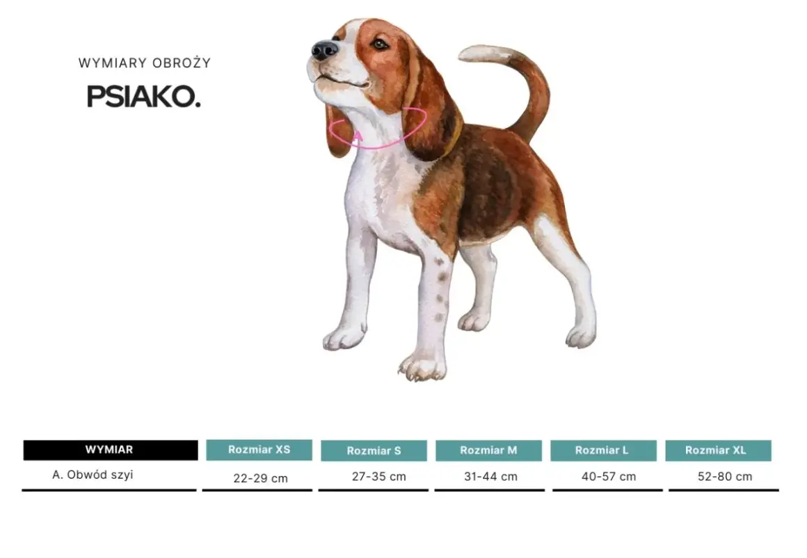 Ilustracja beagla z różową obrożą, pokazująca jak zmierzyć psa do ubranka. Podano wymiary obwodu szyi dla różnych rozmiarów.