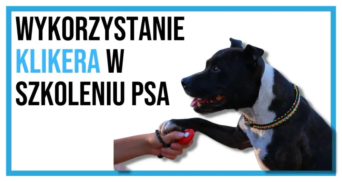Czarny pies z białą łatką na piersi podaje łapę, gdy jego właściciel naciska czerwony kliker. Kliker dla psa służy do pozytywnego wzmocnienia podczas szkolenia.