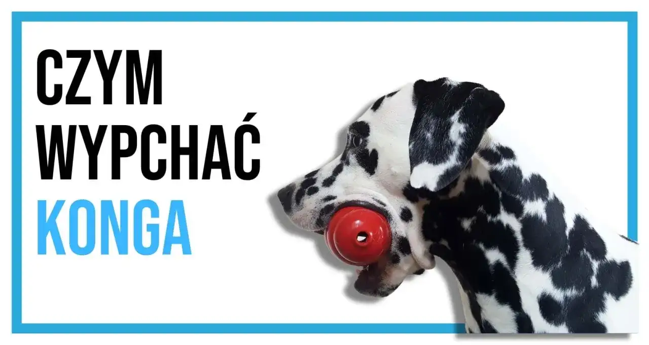KONG dla psa - Jak używać, wypełniać i dobrać model?