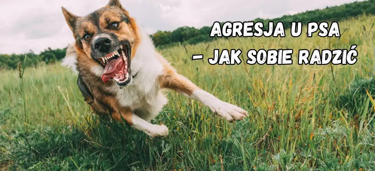 Agresja lękowa u psa - Jak rozpoznać i skutecznie pomóc?