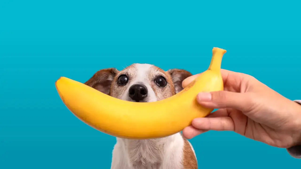 Czy pies może jeść banana? Dawkowanie i bezpieczeństwo