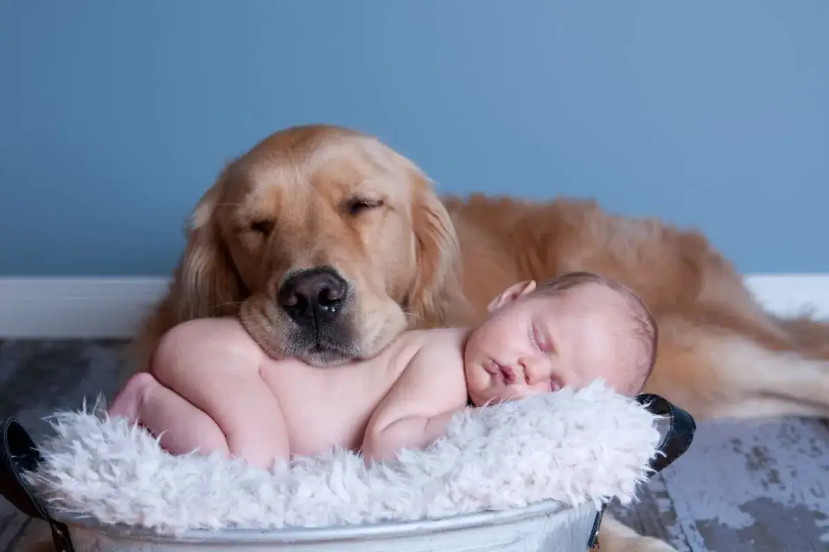 Złoty retriever czuwa nad śpiącym niemowlęciem. Idealny przykład, jak przygotować psa na dziecko, by stworzyć taką więź.