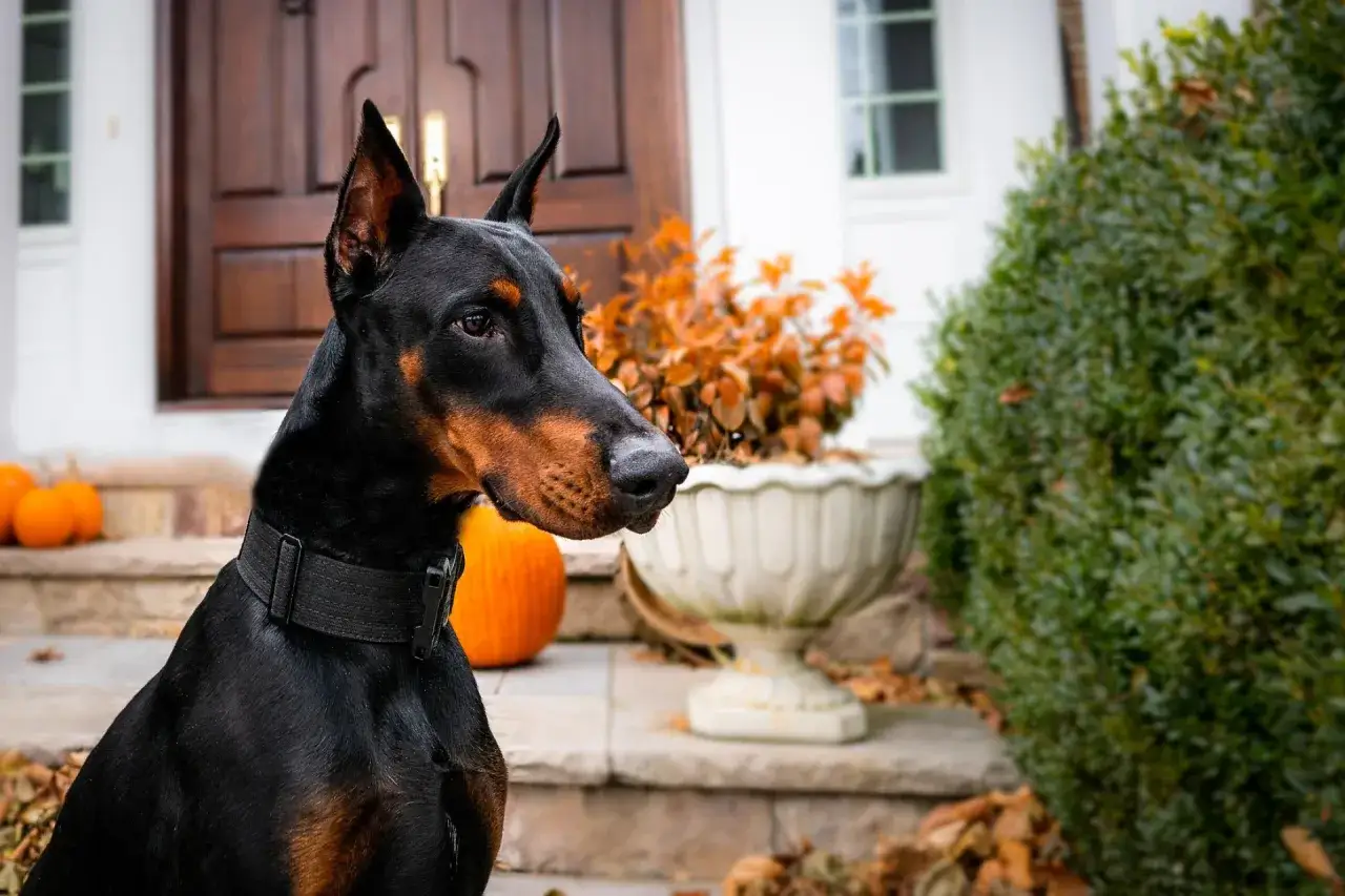 Doberman, jeden z najlepszych ps&oacute;w obronnych, czujnie strzeże posesji.