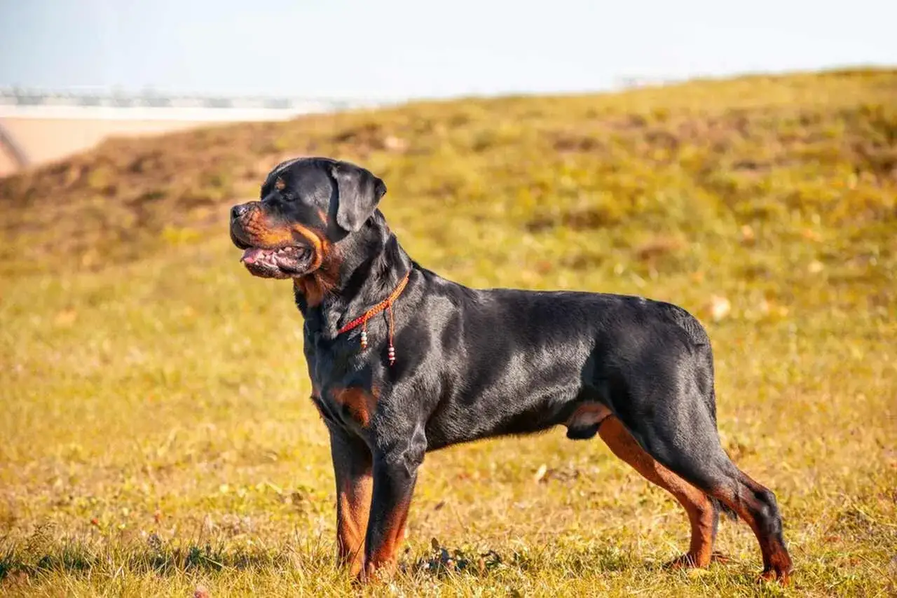 Potężny Rottweiler, często zaliczany do najgroźniejszych ras ps&oacute;w, stoi na trawiastym wzg&oacute;rzu.