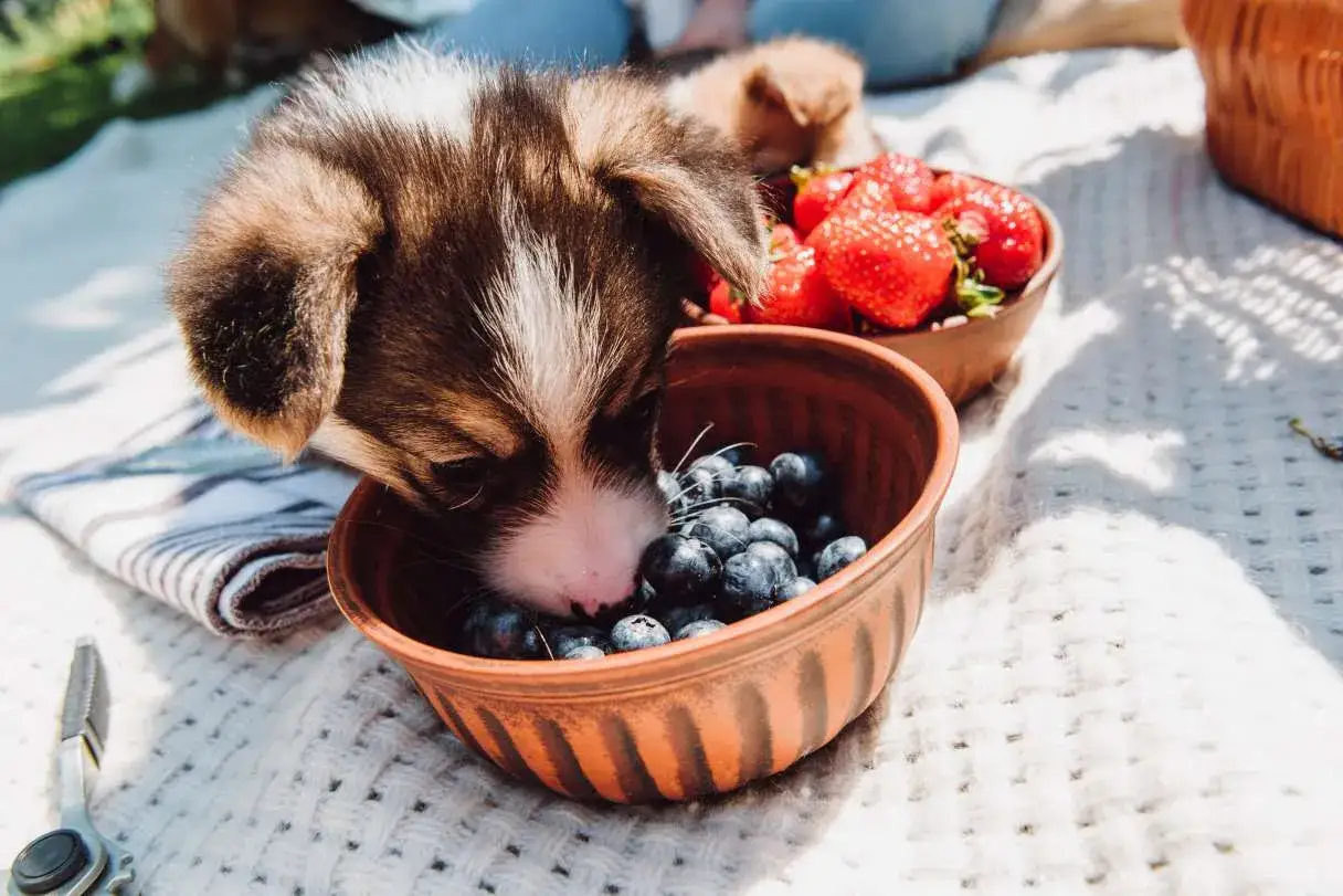 Szczeniak corgi pr&oacute;buje bor&oacute;wek z miseczki. Czy pies może jeść bor&oacute;wki? Tak, w małych ilościach są zdrowe!