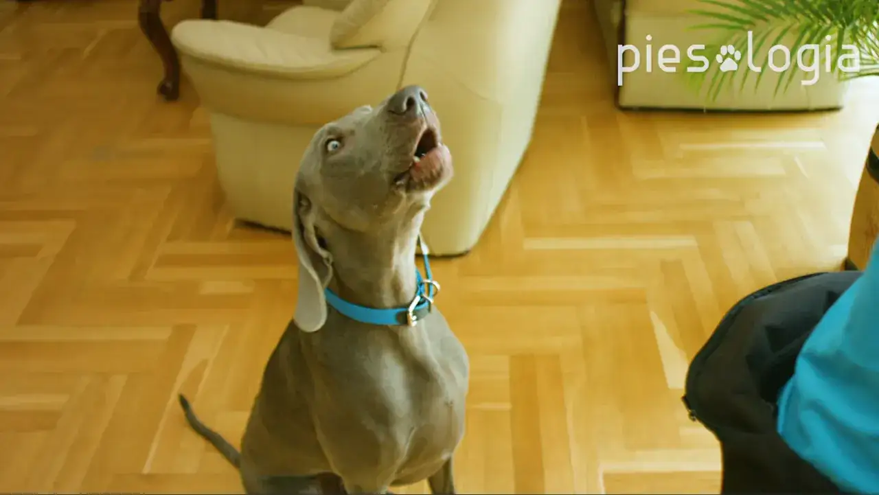 Szary pies szczeka, szukając wskazówek, jak oduczyć psa szczekania. W tle kanapa i logo
