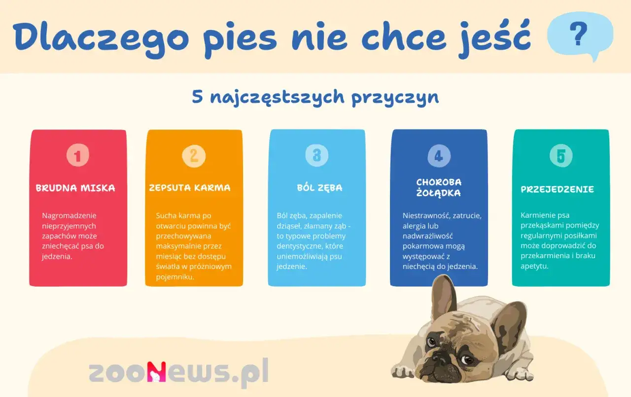 Dlaczego pies nie chce jeść? 5 przyczyn: brudna miska, zepsuta karma, b&oacute;l zęba, choroba żołądka, przejedzenie. Piesek wygląda na smutnego.