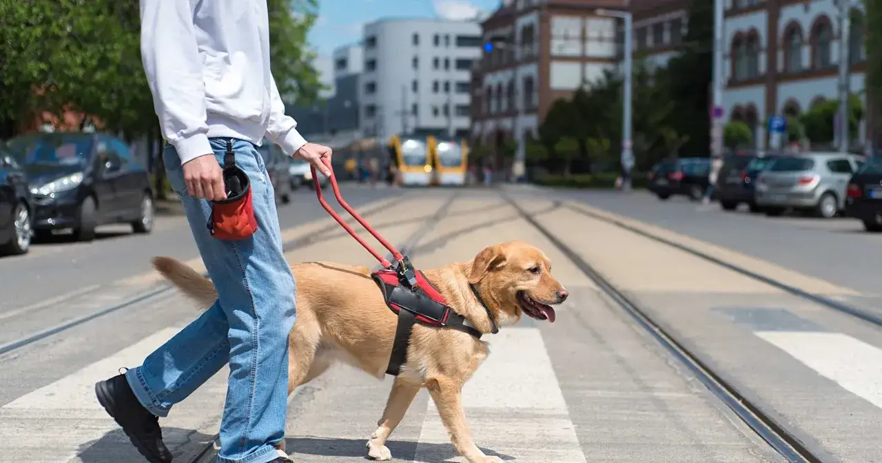 Pies przewodnik w kamizelce prowadzi osobę przez pasy. W tle widać tramwaje i budynki.