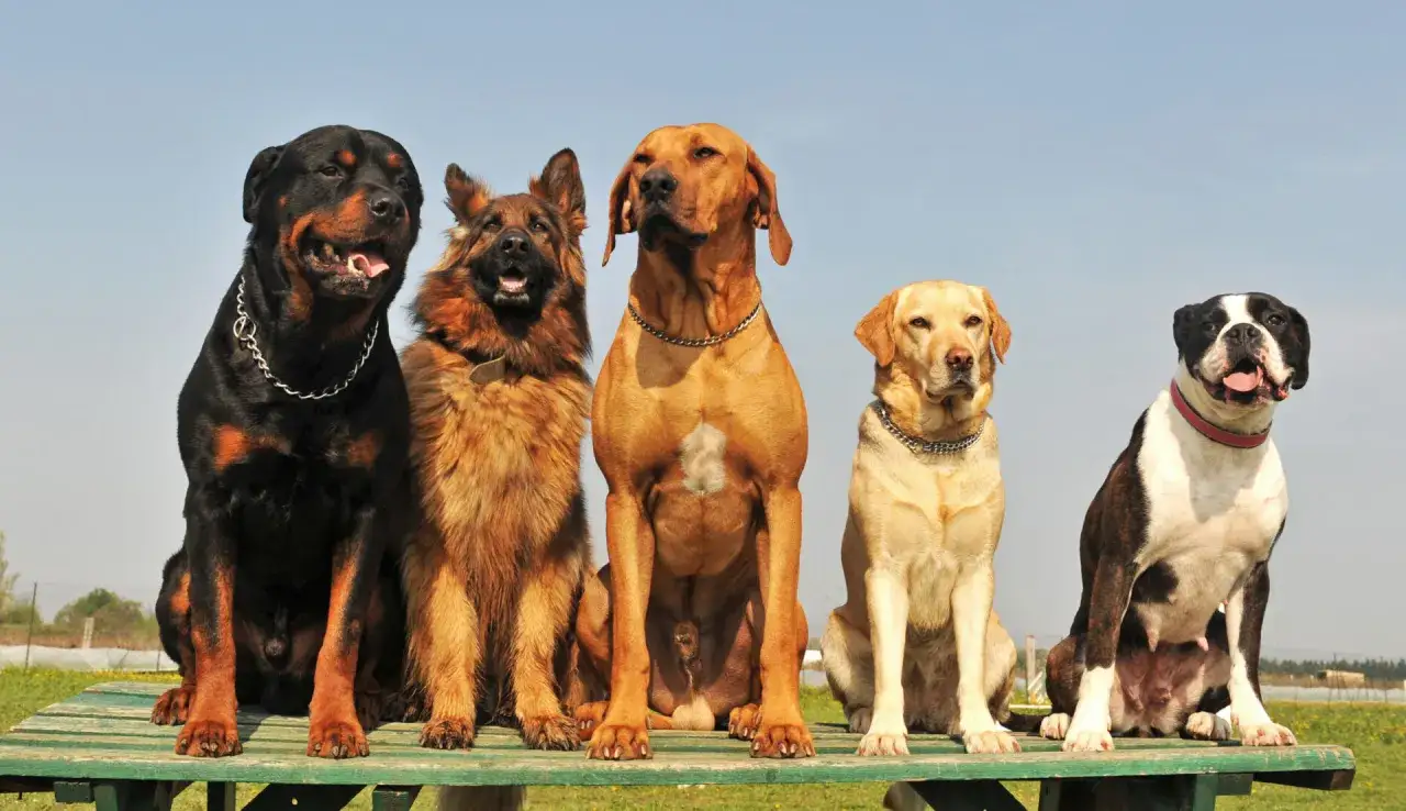 Pięć imponujących ras psów dużych: Rottweiler, Owczarek Niemiecki, Rhodesian Ridgeback, Labrador i Bokser, siedzą razem na ławce.
