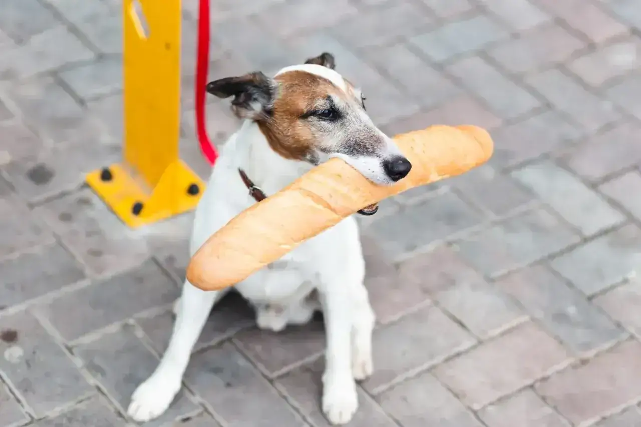 Piesek z bagietką w pysku. Czy pies może jeść chleb? Ten psiak zdaje się mieć własne zdanie na ten temat.
