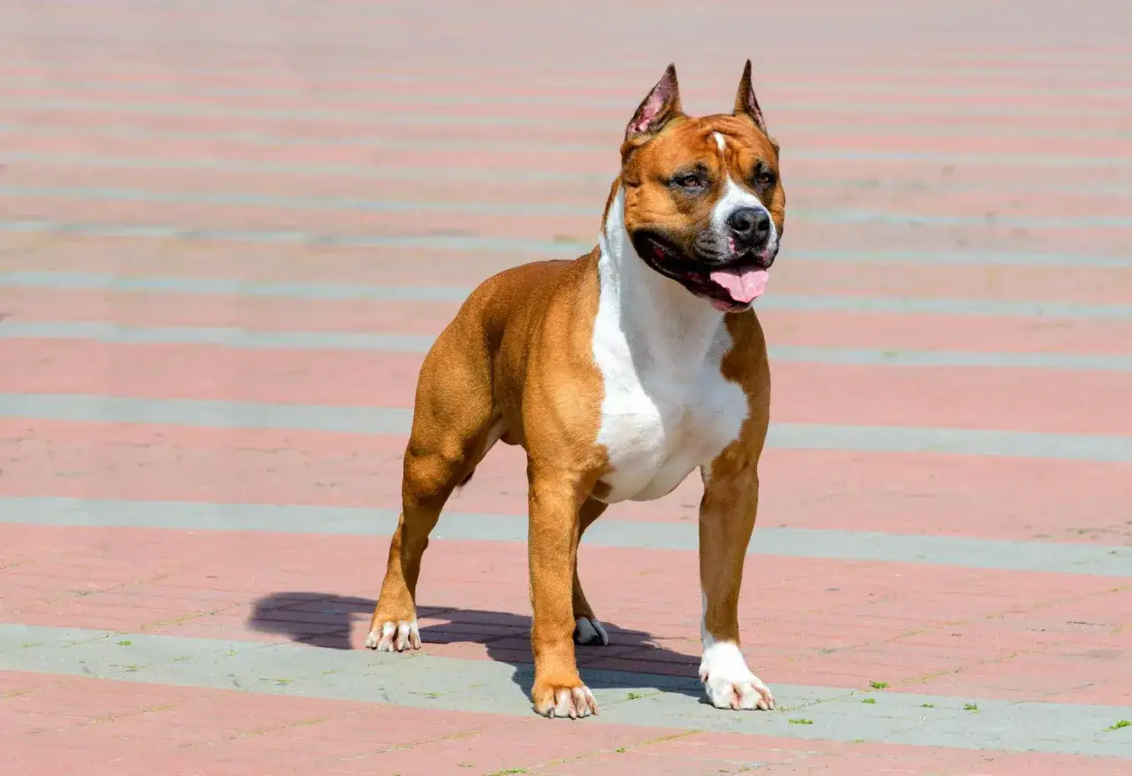Silny amstaff na tle chodnika. Czy amstaff jest groźny dla dzieci? To zależy od wychowania i socjalizacji.