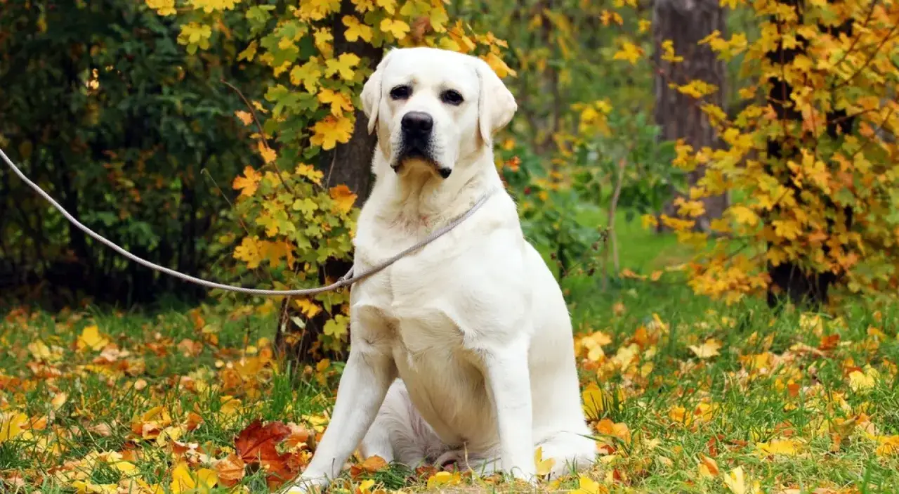 Biały labrador siedzi na trawie wśród jesiennych liści. Czy taki pies do mnie pasuje?