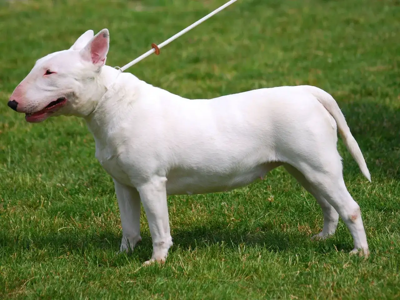 Biały bull terrier, pies o charakterystycznym kształcie głowy, stoi na zielonej trawie. Choć czasem postrzegany jako groźne rasy psów, ten egzemplarz prezentuje się spokojnie.