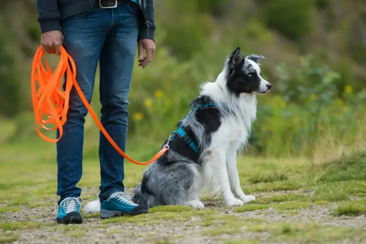 Szkolenie psa: jak nauczyć psa przywołania. Border collie czeka na komendę, trzymając smycz.