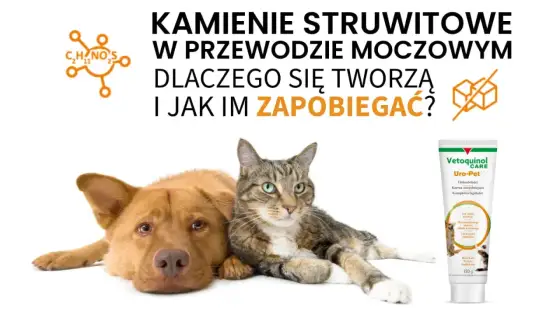 Pies je kamienie? Przyczyny, zagrożenia i co robić!