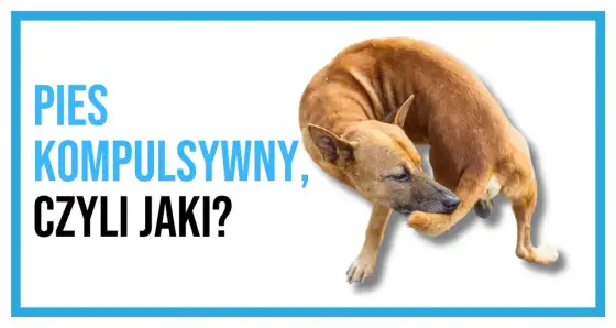 Kompulsywne zachowania u psa - Jak pomóc? Diagnoza i terapia.
