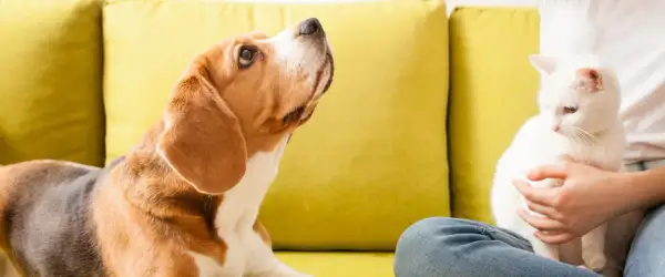 Beagle patrzy na białego kota, który siedzi na kolanach osoby. Jak oduczyć psa gonienia kota?