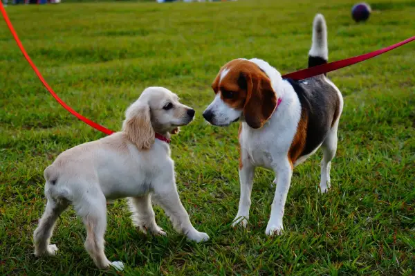 Dwa psy na smyczach, jeden jasny, drugi beagle, uczą się spokojnego zachowania wobec innych psów.