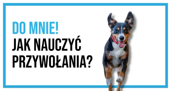 Radosny pies biegnie do Ciebie! Dowiedz się, jak nauczyć psa przywołania, by zawsze wracał na zawołanie.